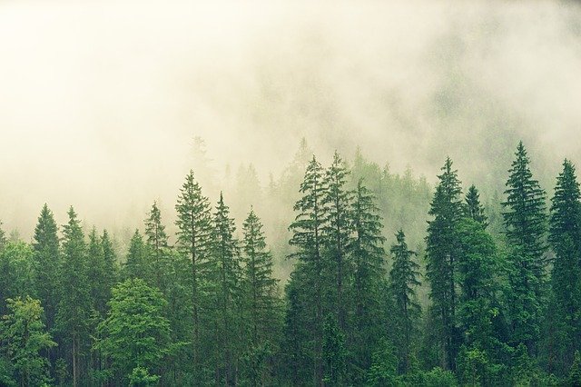 Pine Trees Forest Pine Trees Forest