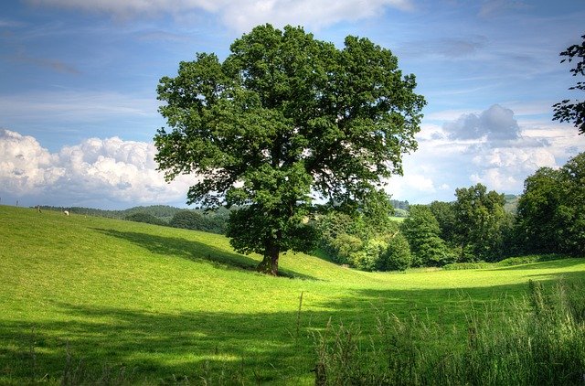Oak Tree Oak Tree in Green Field