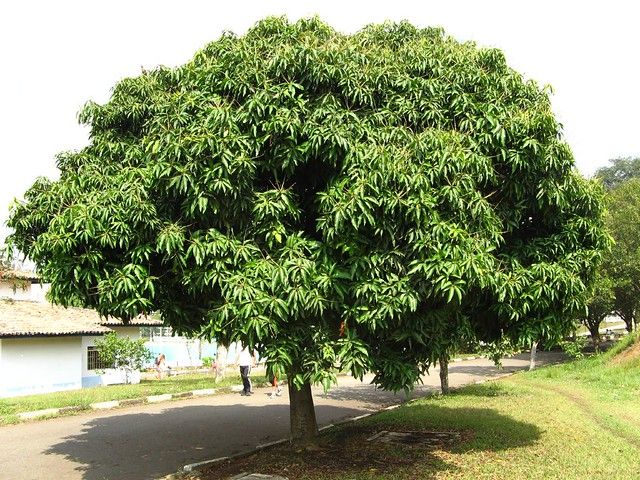 Mango tree @lovetoknow Pinterest Mango Tree Grain and Frame