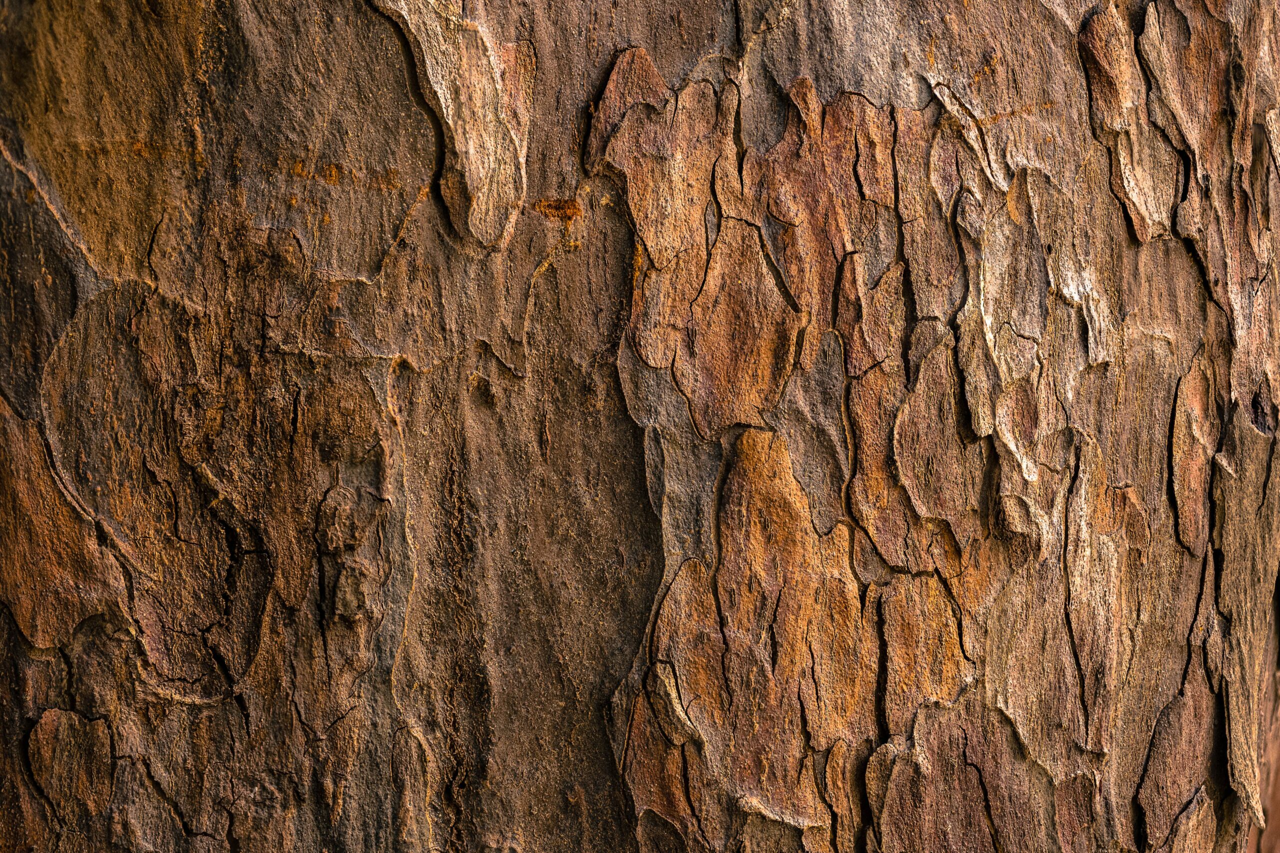 jude infantini mI QcAP95Ok unsplash scaled jude infantini mI QcAP95Ok unsplash scaled